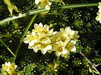 Saxifraga Juniperifolia (ss-esp Sancta) (fam Saxifragees) (Grece) (03) (Photo F. Mrugala)